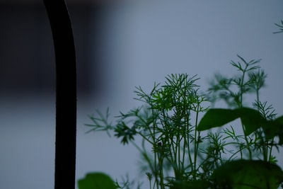 绿色植物在近距离摄影
